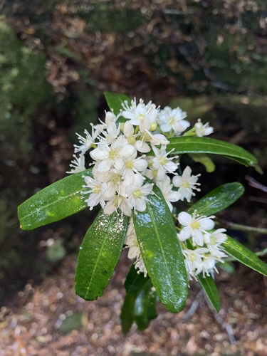 Image of whity wood by (c) Matt Berger, some rights reserved (CC BY)