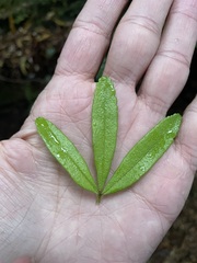 Acradenia frankliniae