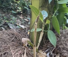 Mecistogaster ornata