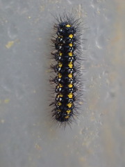 Callimorpha dominula