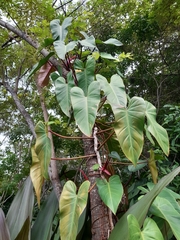 Philodendron