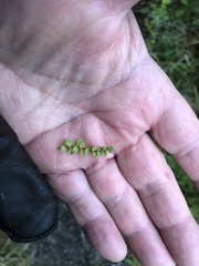 Hypericum anagalloides