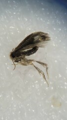 Stigmella betulicola