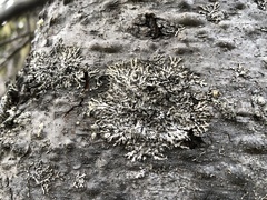 Parmeliopsis hyperopta