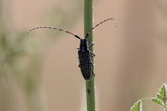 Agapanthia irrorata