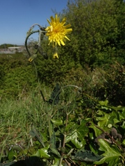 Hieracium glaucinum prasiophaeum