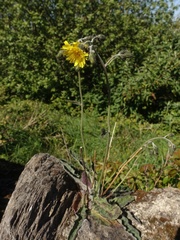 Hieracium glaucinum prasiophaeum