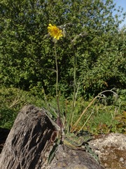 Hieracium glaucinum prasiophaeum