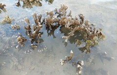 Montipora digitata