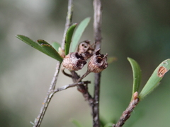 Kunzea robusta