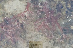 Halymenia