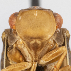 Antillormenis barbadensis