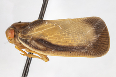 Antillormenis barbadensis