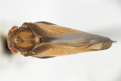 Antillormenis barbadensis