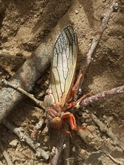 Calliopsida cinnabarina