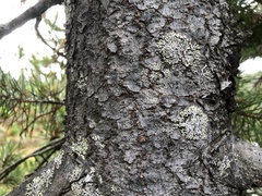 Parmeliopsis hyperopta