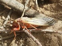 Calliopsida cinnabarina