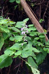 Plectranthus fruticosus