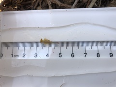 Eubranchipus oregonus