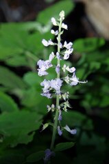 Plectranthus fruticosus
