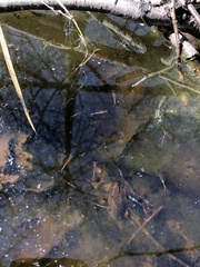 Eubranchipus oregonus