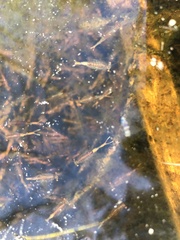 Eubranchipus oregonus