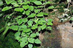 Plectranthus fruticosus