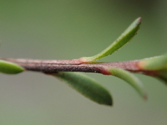 Kunzea robusta