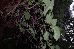 Plectranthus fruticosus