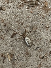Tetragnatha laboriosa