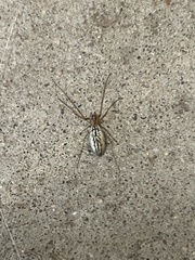 Tetragnatha laboriosa