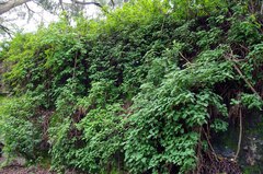 Plectranthus fruticosus