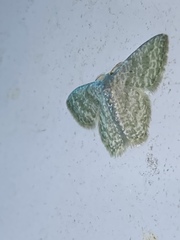 Chloropteryx opalaria