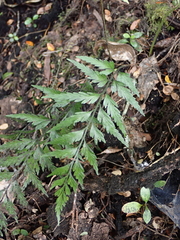 Asplenium appendiculatum