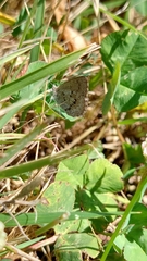 Zizina oxleyi