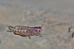 Gomphocerus sibiricus sibiricus