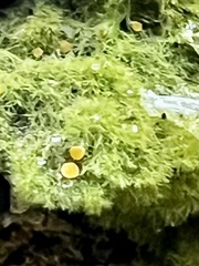 Coenogonium implexum