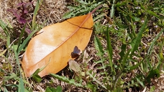 Zizina oxleyi