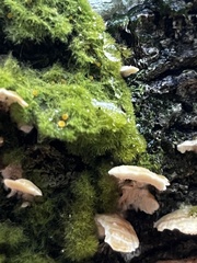 Coenogonium implexum