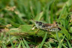 Gomphocerus sibiricus sibiricus