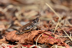 Gomphocerus sibiricus sibiricus