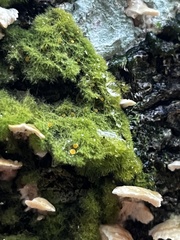 Coenogonium implexum