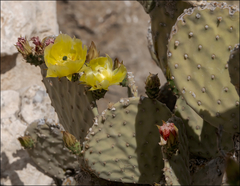Opuntia rufida