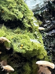 Coenogonium implexum