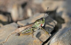 Gomphocerus sibiricus sibiricus