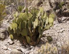 Opuntia rufida
