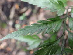 Asplenium appendiculatum