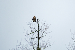 Rostrhamus sociabilis plumbeus