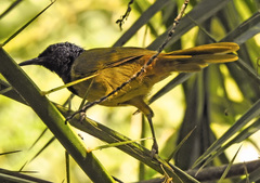Hypergerus atriceps