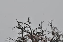 Phalacrocorax carbo